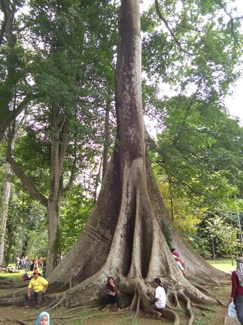 Pohon Langka-kebun raya bogor
