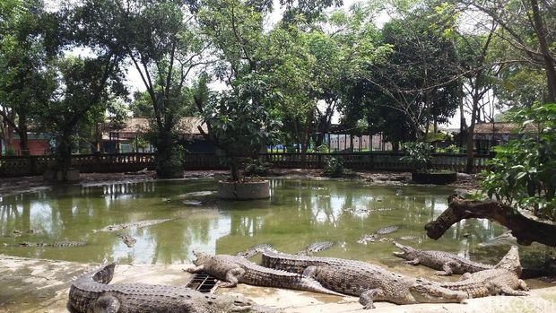 Taman Buaya Indonesia Jaya - wisata bekasi murah