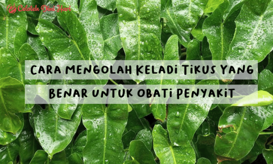 Cara Mengolah Keladi Tikus Yang Benar Untuk Obati Penyakit 4 Cara Mengolah Keladi Tikus