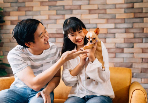 Cara Merawat Anjing Supaya Sehat dan Bahagia